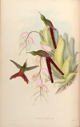 Kometer phaon = Sappho sparganura